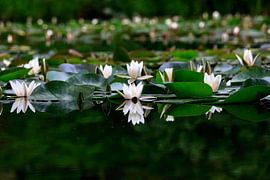 Picturesque water lily pond by Thomas Jäger