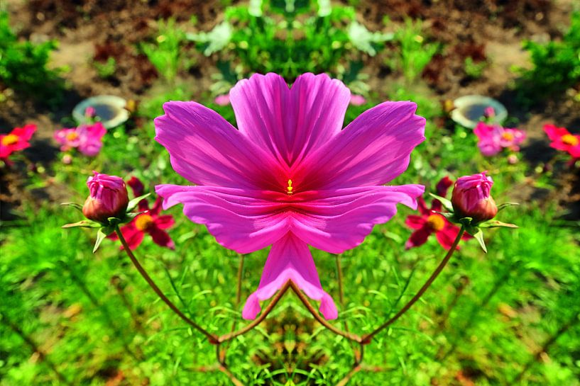 Cosméa 1 par Edgar Schermaul