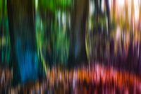 forêt colorée