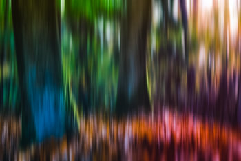 bunter Wald