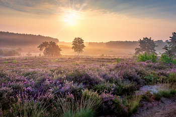 Morgensonne auf der Heide der Teut