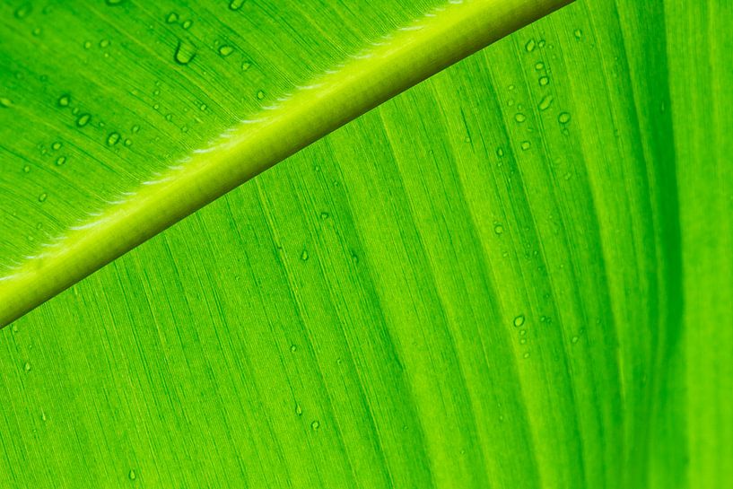 Nature's Green Delight - druppels op een fris groen blad van QEIMOY