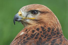 Adlerbussard (Buteo rufinus) von Ronald Pol