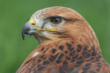 Arendbuizerd (Buteo rufinus) van Ronald Pol