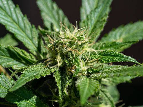 Cannabis Sativa Hollandica in bloei met veel THC
