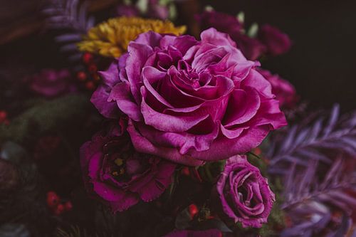 La beauté profonde d'une rose pourpre