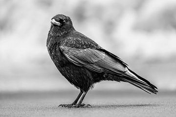 Raven by Stephan Zaun