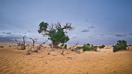 De Euphrates Populier in dorre Taklamakan Woestijn by Yona Photo