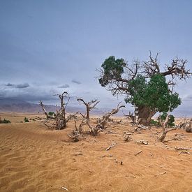 De Euphrates Populier in dorre Taklamakan Woestijn van Yona Photo