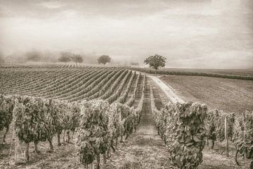 Weinberg von Lars van de Goor