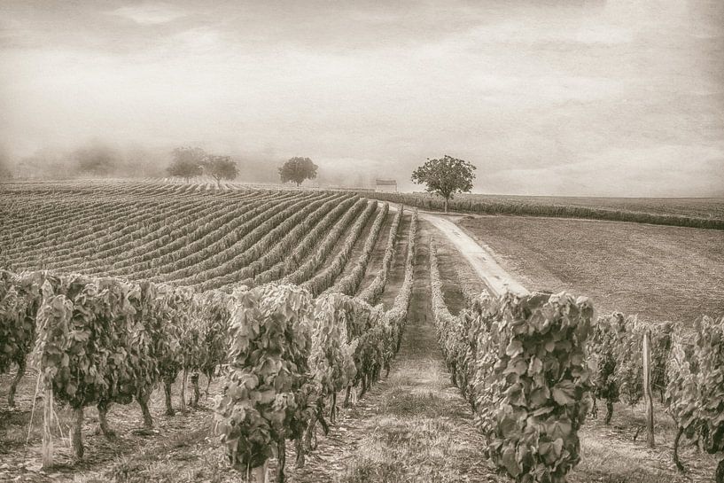 Vignoble par Lars van de Goor