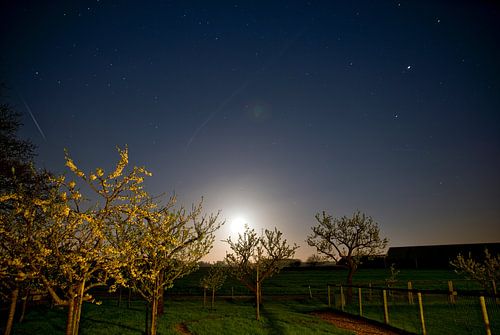 Sterren boven boomgaard