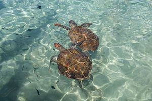 Wilde Schildkröten auf Curacao.