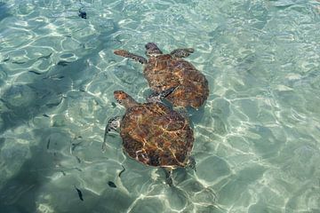 Wild turtles on Curacao. by Janny Beimers