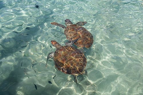 Tortues sauvages à Curaçao.