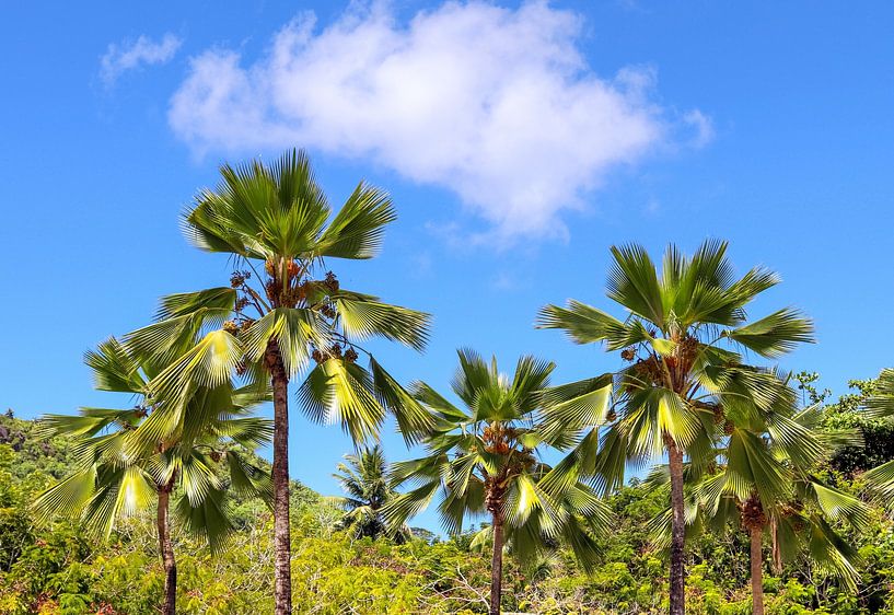 Tropical palm trees on the beach in Seychelles paradise by MPfoto71