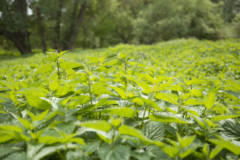 Nettle field by Tim Zentgraf