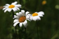 Margriet