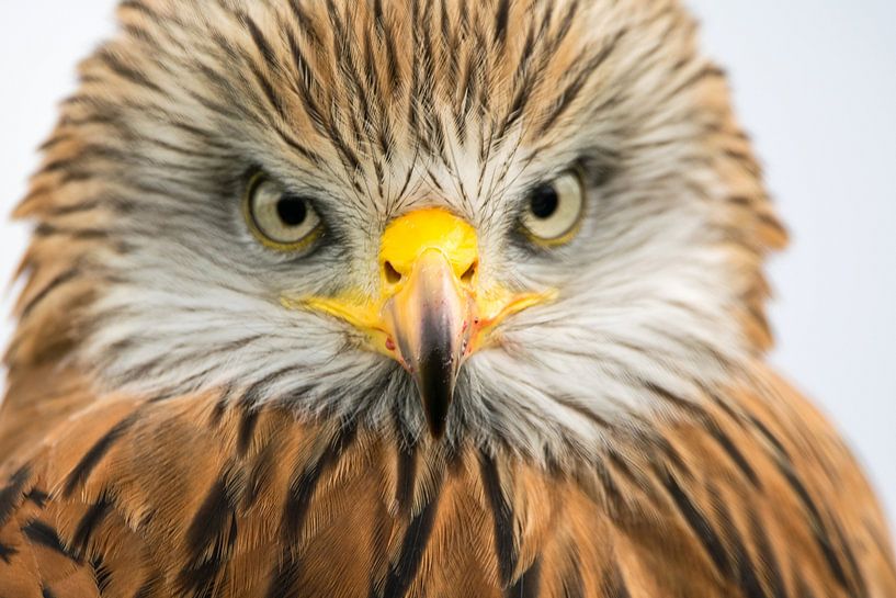 Did you what? by Michael van Eijk