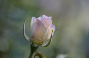 hellrosa Rose