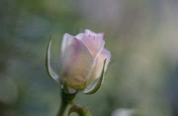lichtroze roosje van Tania Perneel