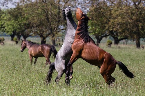 Flowing horses