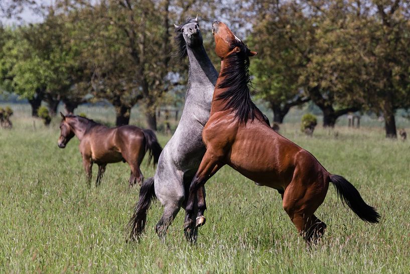 Flowing horses by Martijn Grimme