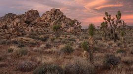 Joshua Tree National Park by Photo Wall Decoration
