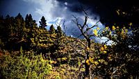 wondermooie wildgroei opTenerife met donkerre wolken