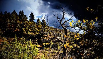 wondermooie wildgroei opTenerife met donkerre wolken