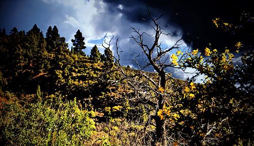 wondermooie wildgroei opTenerife met donkerre wolken