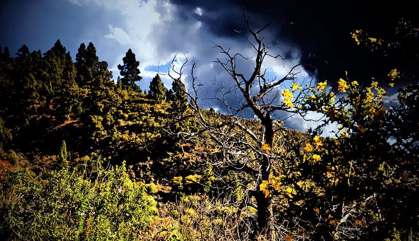 wondermooie wildgroei opTenerife met donkerre wolken par Willy Van de Wiele