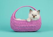 Kitten in basket by Elles Rijsdijk thumbnail