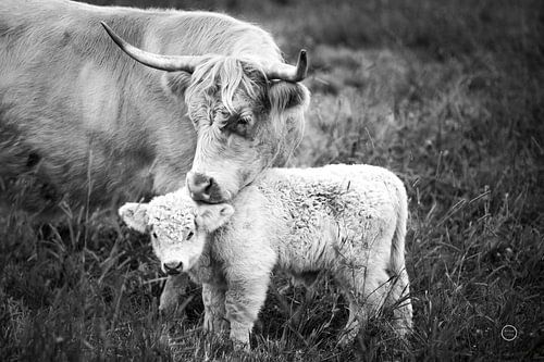 Cow Care, Nathan Larson by Wild Apple