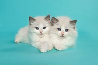 Zwei ragdoll Kätzchen liegen zusammen gegen einen türkisblauen Hintergrund von Elles Rijsdijk Miniaturansicht