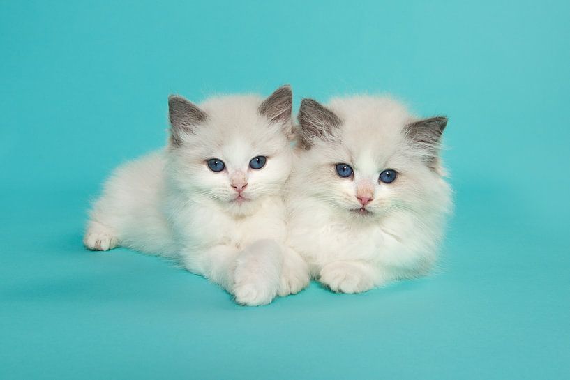 Zwei ragdoll Kätzchen liegen zusammen gegen einen türkisblauen Hintergrund von Elles Rijsdijk