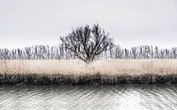 Arbre d'hiver solitaire | Rhoonse Grienden par Ricardo Bouman Photographie Aperçu