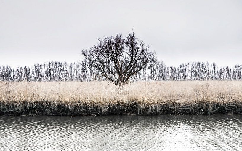 Einsamer Winterbaum | Rhoonse Grienden von Ricardo Bouman Fotografie