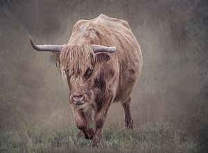 le highlander sort du brouillard