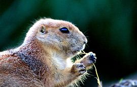 Etende Prairiehondje by DMshoot .