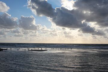 Sandbank mit Möwen bei Rantum bei Sylt