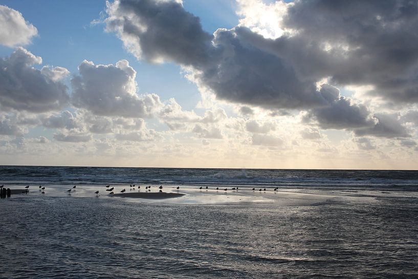Zandbank met meeuwen bij Rantum bij Sylt van Martin Flechsig