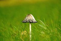 Champignon dans l'herbe