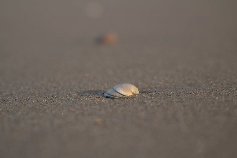 Shell on beach by Arno Rakers