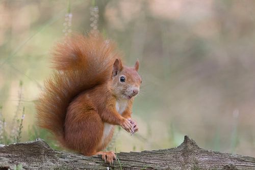 Eekhoorn zit op een boomstam 2