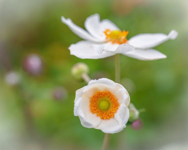 Anemone by Horst Husheer