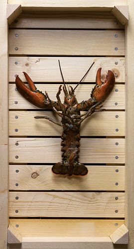 Homard dans une caisse de vente aux enchères