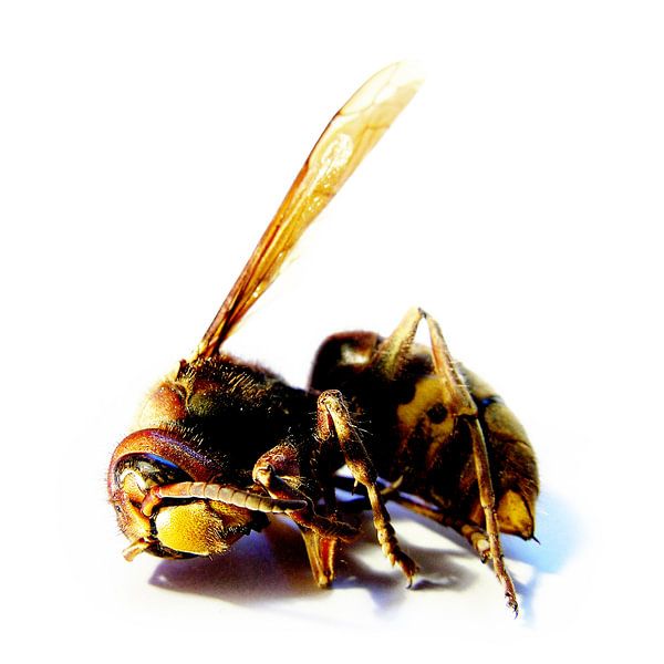 Een overleden hoornaar. van André Mesker