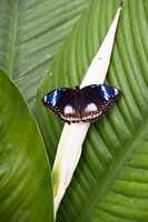 Vlinder op blad
