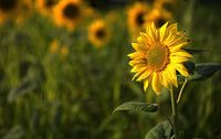 Sonnenblume